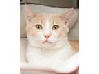 Adopt Puddin Packs a Domestic Short Hair