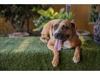 Adopt Bonita a Bluetick Coonhound / Mixed dog in Seattle, WA (40250992)