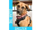 Adopt Yoshi a Black Mouth Cur / Shepherd (Unknown Type) / Mixed dog in Savage