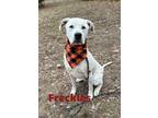 Adopt Freckles Pp 29246 a White Great Pyrenees dog in Joplin, MO (40291425)