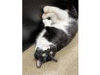 Adopt Maximus a Domestic Shorthair / Mixed cat in Paris, KY (41463585)