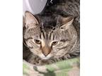 Adopt Pharrell a Domestic Shorthair / Mixed cat in Paris, KY (41463584)