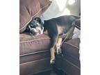 Adopt Dino a Black - with White Labrador Retriever / American Pit Bull Terrier /