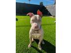 Adopt ANASTASIA a Tan/Yellow/Fawn - with White Staffordshire Bull Terrier /
