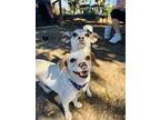Adopt Piper a Red/Golden/Orange/Chestnut - with White Rat Terrier / Mixed dog in