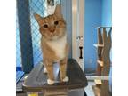 Adopt Gavin a Domestic Short Hair