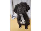 Adopt Bontley a Black - with White Wheaten Terrier / Wirehaired Fox Terrier /