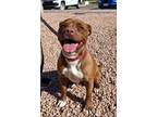 Adopt Mocha a Brown/Chocolate American Pit Bull Terrier / Mixed Breed (Medium) /