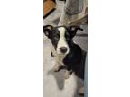 Adopt Astro a White - with Black Australian Shepherd / Australian Cattle Dog /