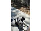 Adopt Dapple a White - with Black Australian Cattle Dog / Mixed dog in Paso