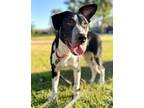 Adopt Figgy a Black - with White Border Collie / Australian Cattle Dog / Mixed