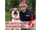 Adopt Azalea a Black Australian Shepherd / Catahoula Leopard Dog / Mixed (short