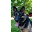 Adopt Rubble a German Shepherd Dog / Mixed dog in Troy, VA (41401508)