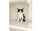 Adopt Winter a White Domestic Shorthair / Mixed Breed (Medium) / Mixed (short