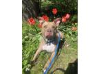 Adopt Brownie a American Pit Bull Terrier / Mixed dog in Kingston, NY (41463453)