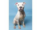 Adopt Doug a Black American Pit Bull Terrier / Mixed Breed (Medium) / Mixed