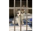 Adopt Waffles QC4 5-13-24 a Brown Tabby Domestic Shorthair / Mixed Breed