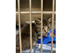Adopt Pancakes QC4 5-13-24 a Brown Tabby Domestic Shorthair / Mixed Breed