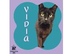 Adopt Vidia a All Black Domestic Shorthair / Mixed Breed (Medium) / Mixed (short