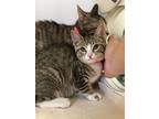 Adopt Kelsi a Brown Tabby Domestic Shorthair / Mixed Breed (Medium) / Mixed