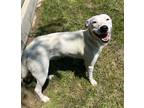 Adopt Nyla a White Border Collie / Mixed Breed (Medium) / Mixed (short coat) dog