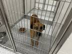 Adopt Richard a Tan/Yellow/Fawn Mixed Breed (Small) / Mixed Breed (Medium) /