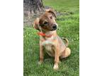 Adopt Clara (PUPPY) a Tan/Yellow/Fawn - with White German Shepherd Dog /