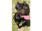 Adopt Crash a Tricolor (Tan/Brown & Black & White) Cane Corso / American Pit