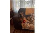 Adopt Bailey a Brown/Chocolate German Shepherd Dog / Mixed dog in Decatur