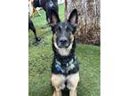 Adopt Rio a Black German Shepherd Dog / Husky / Mixed dog in Stagecoach