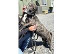 Adopt Hercules a Corgi / Staffordshire Bull Terrier / Mixed dog in Stagecoach