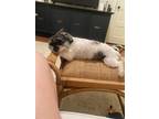 Adopt Cocoa a Brown/Chocolate - with White Maltipoo / Mixed dog in Birmingham