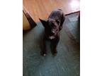 Adopt Kiba a Brindle Akita / German Shepherd Dog / Mixed dog in Marysville