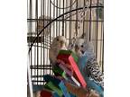 Adopt Blanche and Monty a Parakeet (Other)