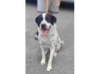 Adopt Axel a Black - with Tan, Yellow or Fawn Dachshund / Mixed dog in Glen