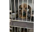 Adopt 55920125 a Brown/Chocolate Basset Hound / Mixed Breed (Medium) / Mixed