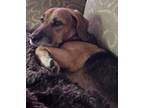 Adopt Freddie a Brown/Chocolate - with Black Beagle / Basset Hound / Mixed dog