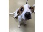 Adopt Vicky a White Mixed Breed (Small) / Mixed Breed (Medium) / Mixed (short