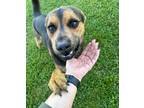 Adopt Eugene a Black Mixed Breed (Small) / Mixed Breed (Medium) / Mixed (short