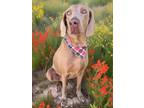 Adopt Luna a Weimaraner / Mixed dog in Fayetteville, AR (41463108)