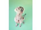 Adopt Grey a Weimaraner / Mixed dog in Fayetteville, AR (41463107)