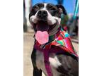 Adopt RITA a American Pit Bull Terrier / Mixed dog in Sandusky, OH (41461447)