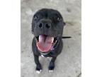 Adopt PEBBLES a American Pit Bull Terrier / Mixed dog in Sandusky, OH (41461446)