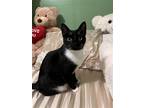Adopt Lucy a Black & White or Tuxedo American Shorthair / Mixed (short coat) cat