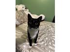 Adopt Sasha a Black & White or Tuxedo American Shorthair / Mixed (short coat)