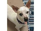 Adopt Kenji a Mixed Breed (Small) / Mixed dog in Mipiltas, CA (41462828)