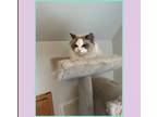 Adopt Rose a White (Mostly) Ragdoll / Mixed (long coat) cat in Franklin