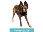 Adopt Trina a Merle German Shepherd Dog / Mixed Breed (Medium) / Mixed (short
