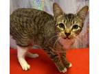 Adopt Jamie a Brown Tabby Domestic Shorthair / Mixed Breed (Medium) / Mixed