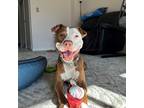 Adopt SeSe a Brindle Boxer / Mixed Breed (Medium) / Mixed (short coat) dog in